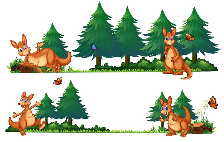 Kangaroos in the pine woods vector