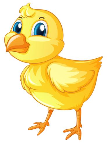 Little chick on white background vector