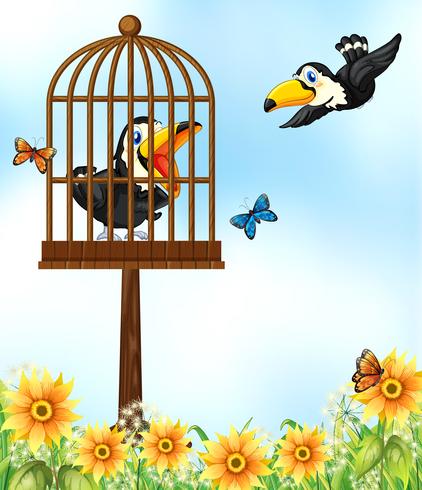 Two toucan birds in garden vector