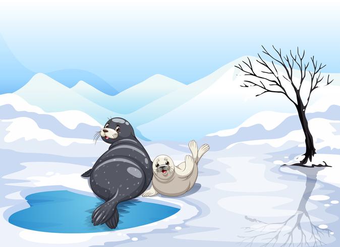 Two seals sitting on ice vector