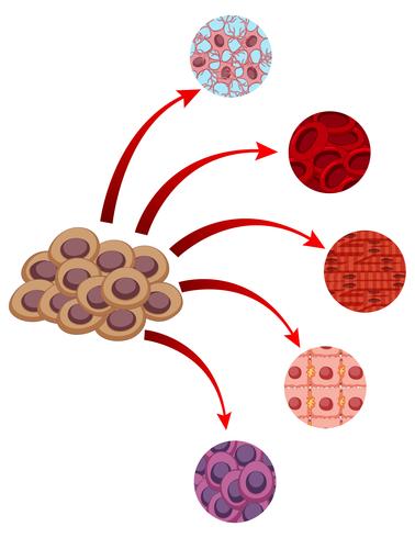 Diagram showing closer look of different cells vector