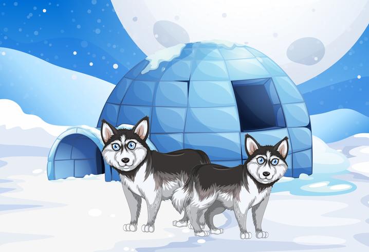 Syberian dogs and igloo vector