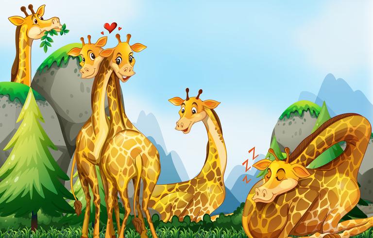 Many giraffes in the field 376237 Vector Art at Vecteezy