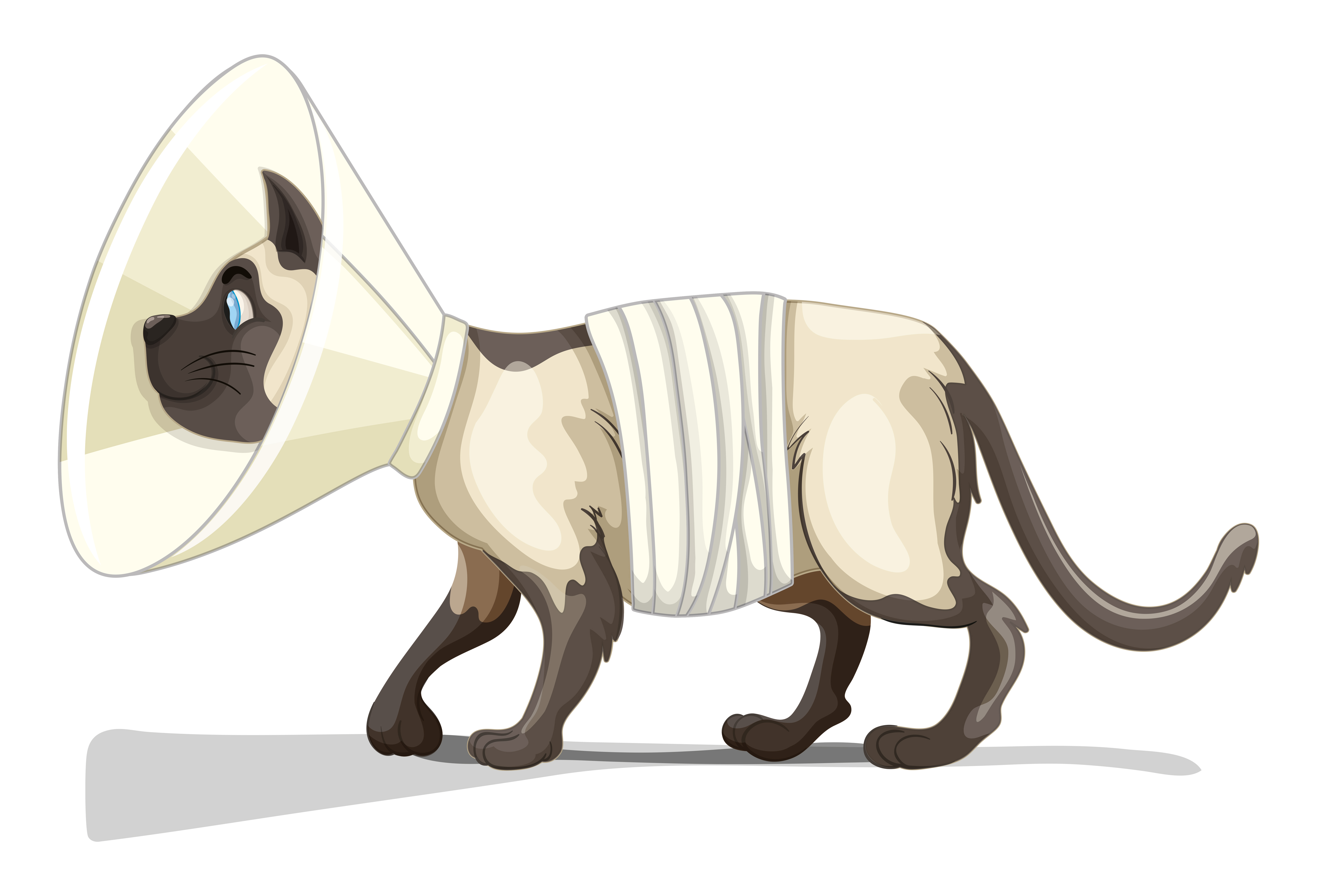 Little cat with collar and bandage 376253 Vector Art at Vecteezy