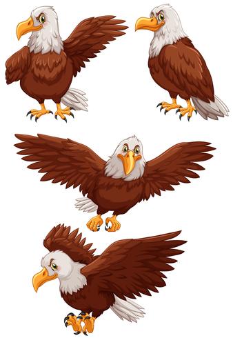 Four eagles in different actions vector