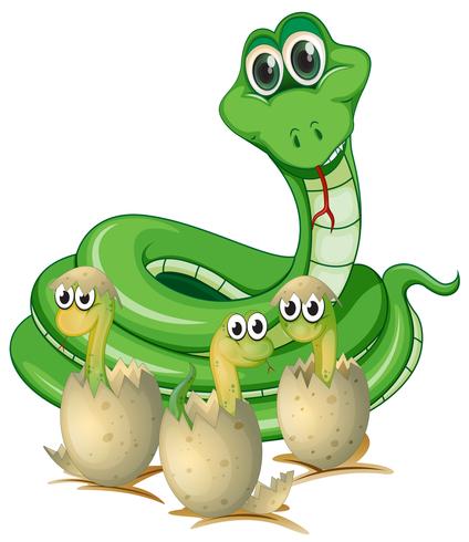 Snake and baby snakes in shells vector