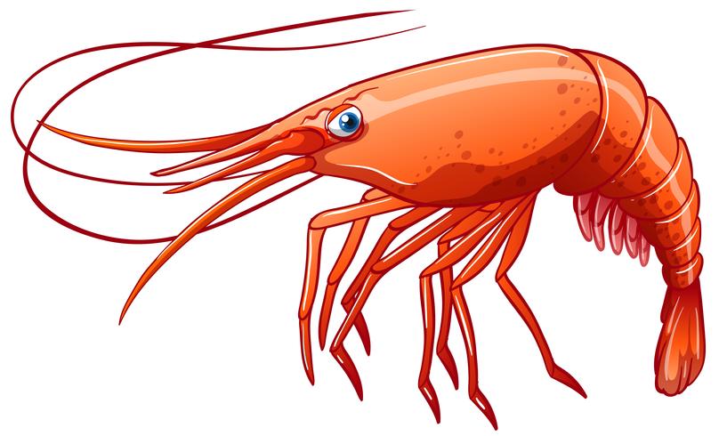 Shrimp vector