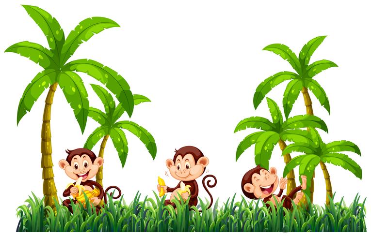 Three monkeys eating bananas vector