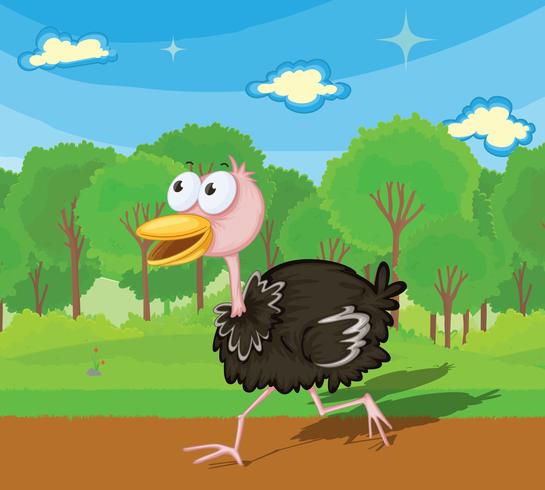 Ostrich running vector