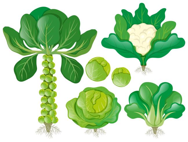 Different types of head vegetables vector