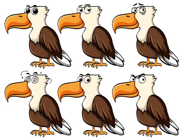 Águila con diferentes expresiones faciales. vector