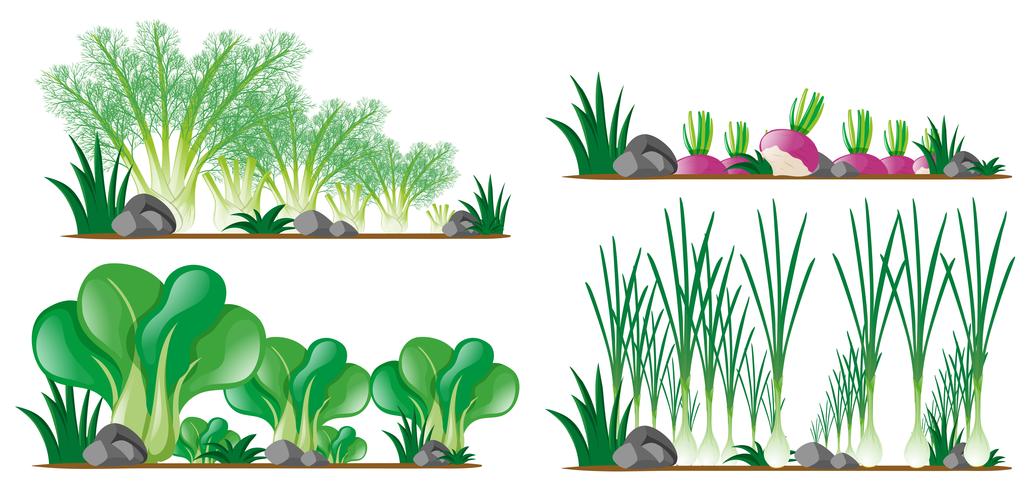 Cuatro tipos de vegetales en el jardín. vector