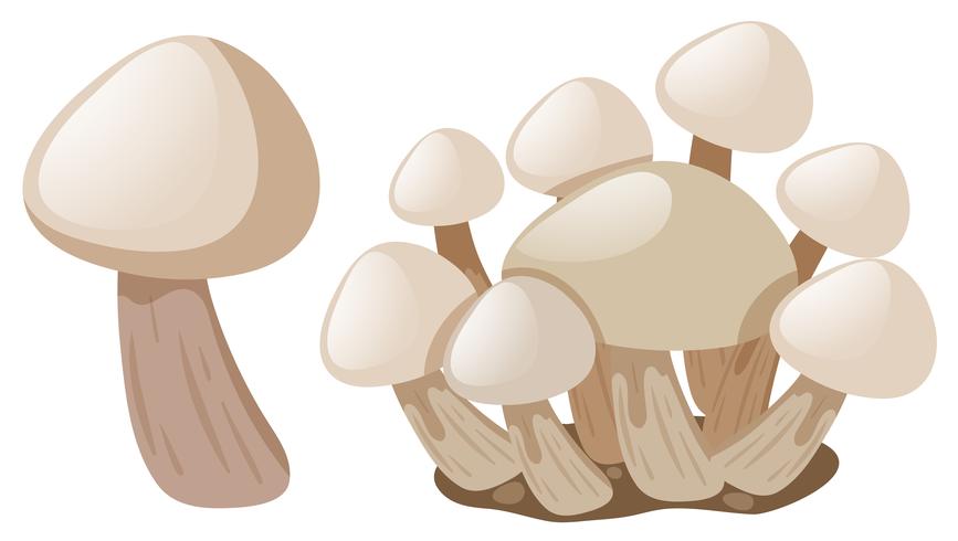 Fresh mushrooms on white background vector