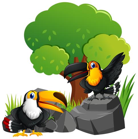 Two toucan birds on the rocks vector