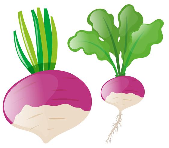 Radish heads on white background vector