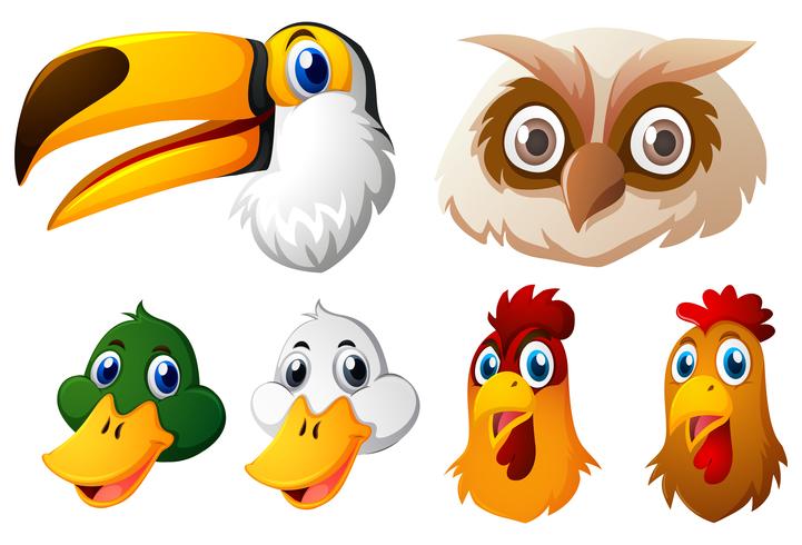 Animal heads on white background