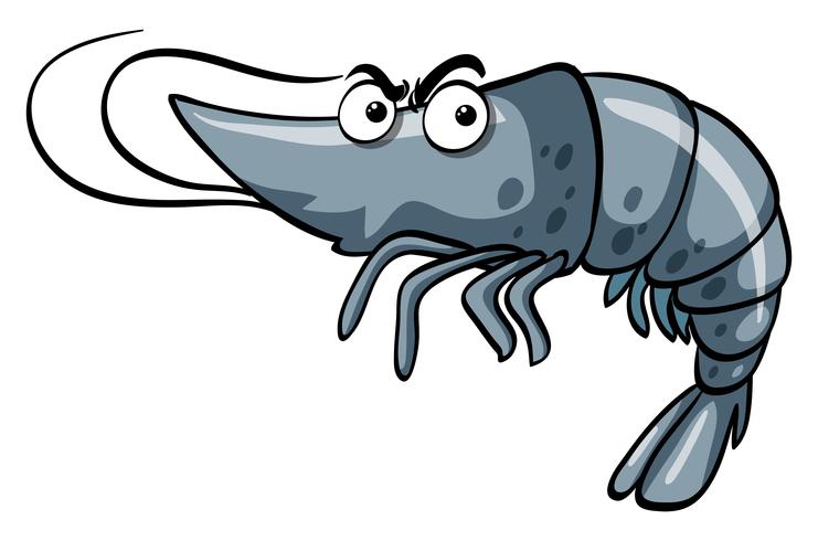 Shrimp in gray shell vector