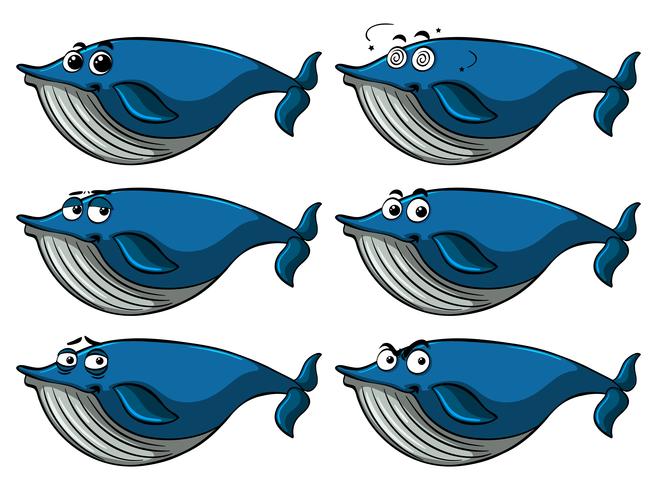 Blue whale with different facial expressions vector