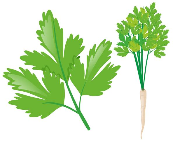 White radish with green leaves