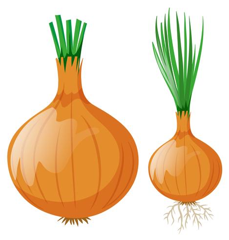 Onion with leaves and roots vector