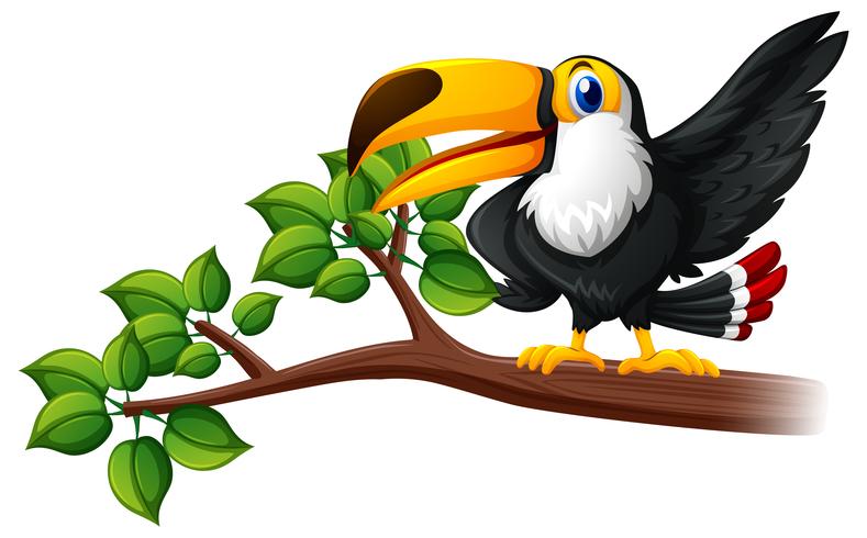 Toucan bird on the branch vector