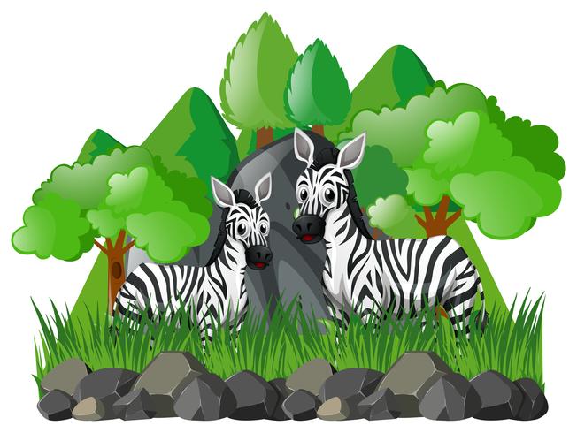 Two zebras in the forest vector