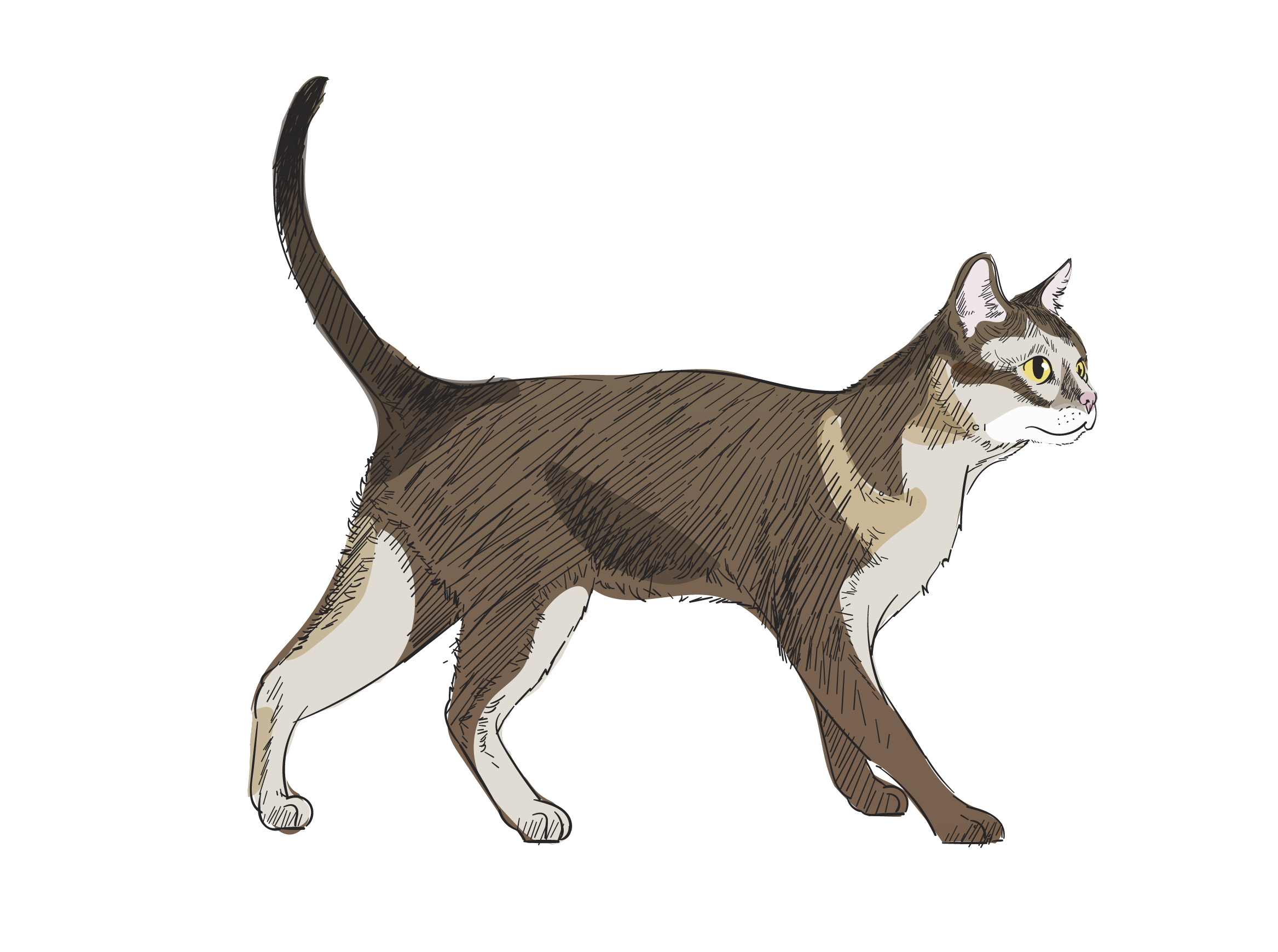 Animals Vector Set Download Free Vectors, Clipart Graphics & Vector Art