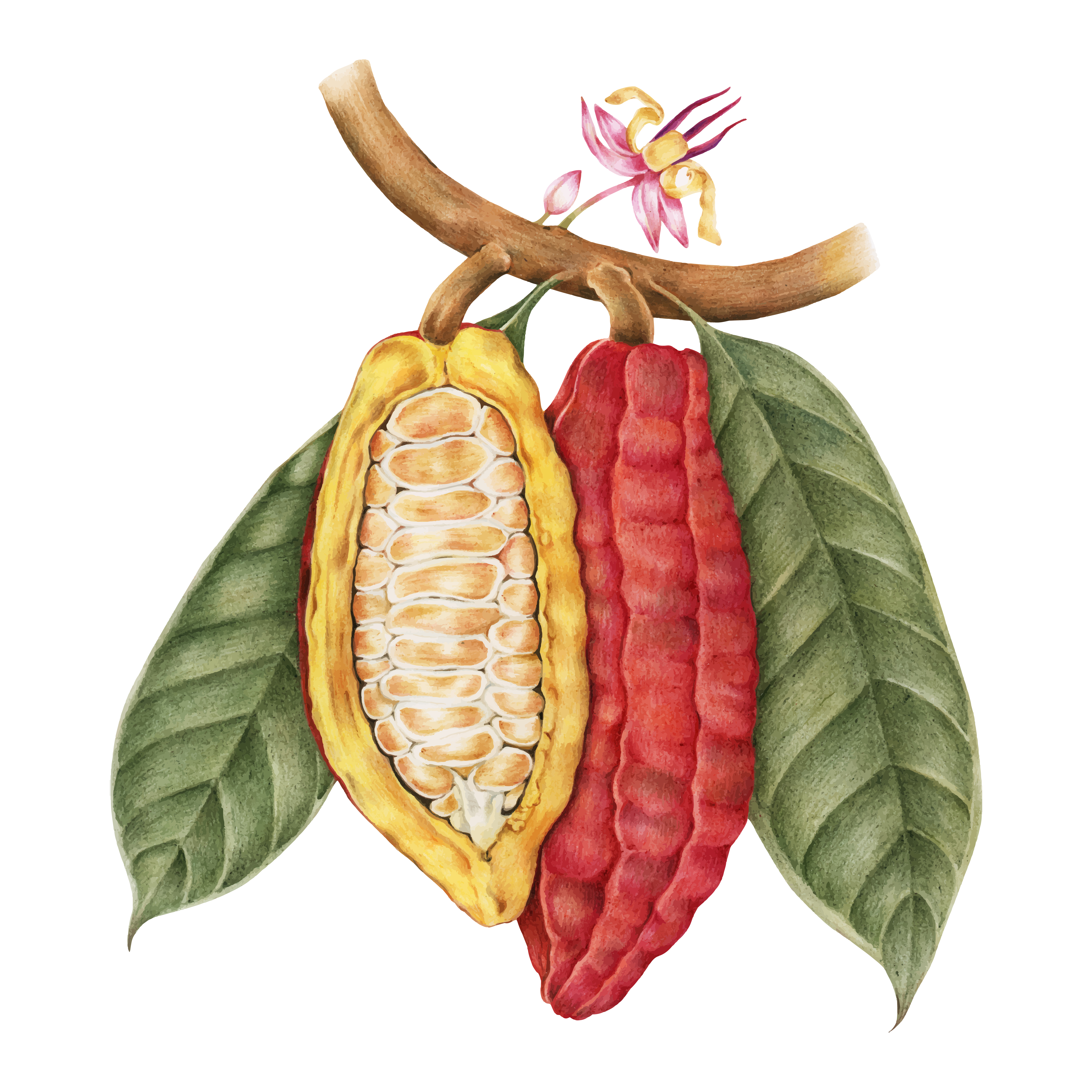 Illustration drawing style of cacao Download Free