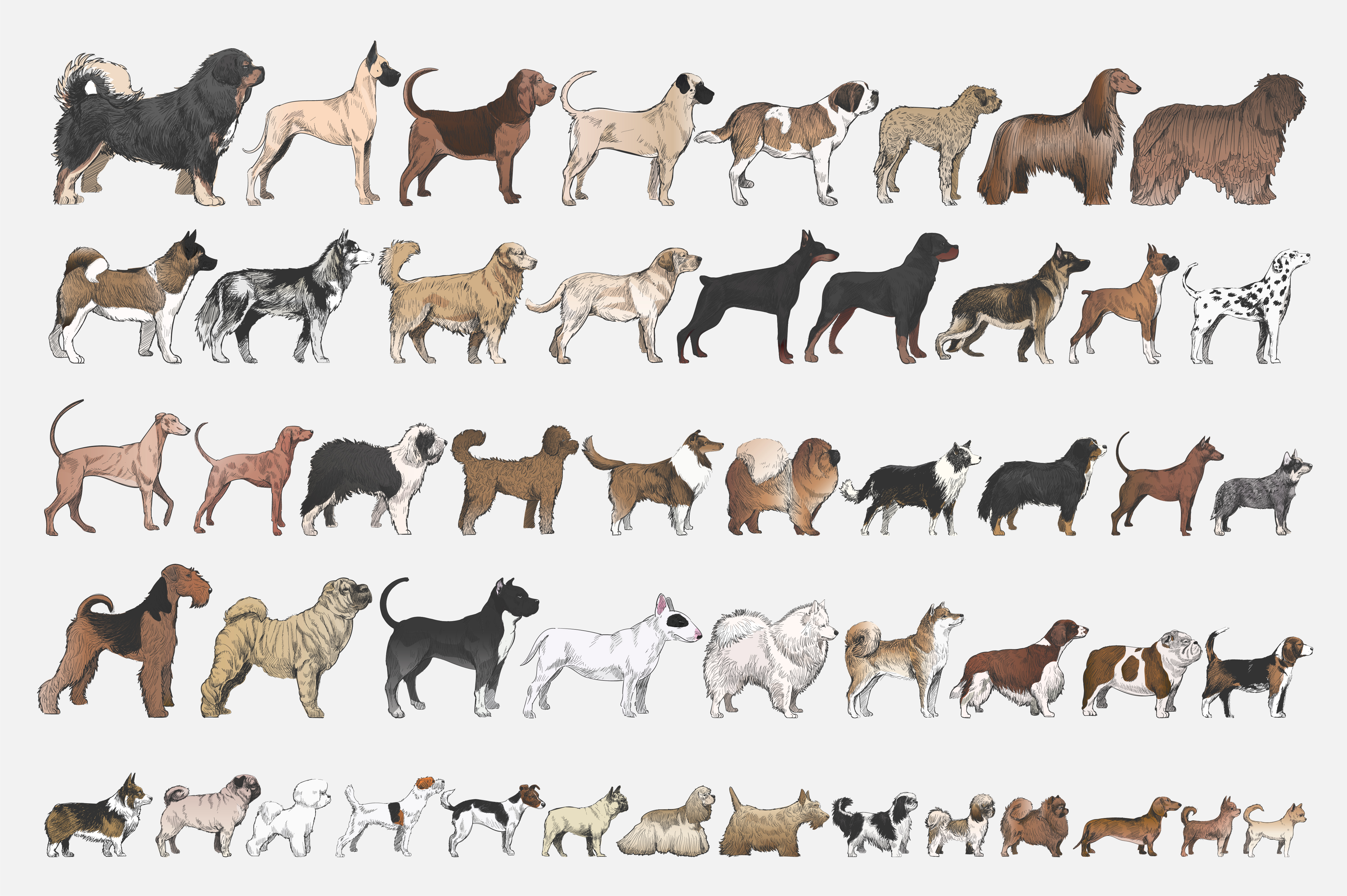 Download Dog breeds set - Download Free Vectors, Clipart Graphics ...