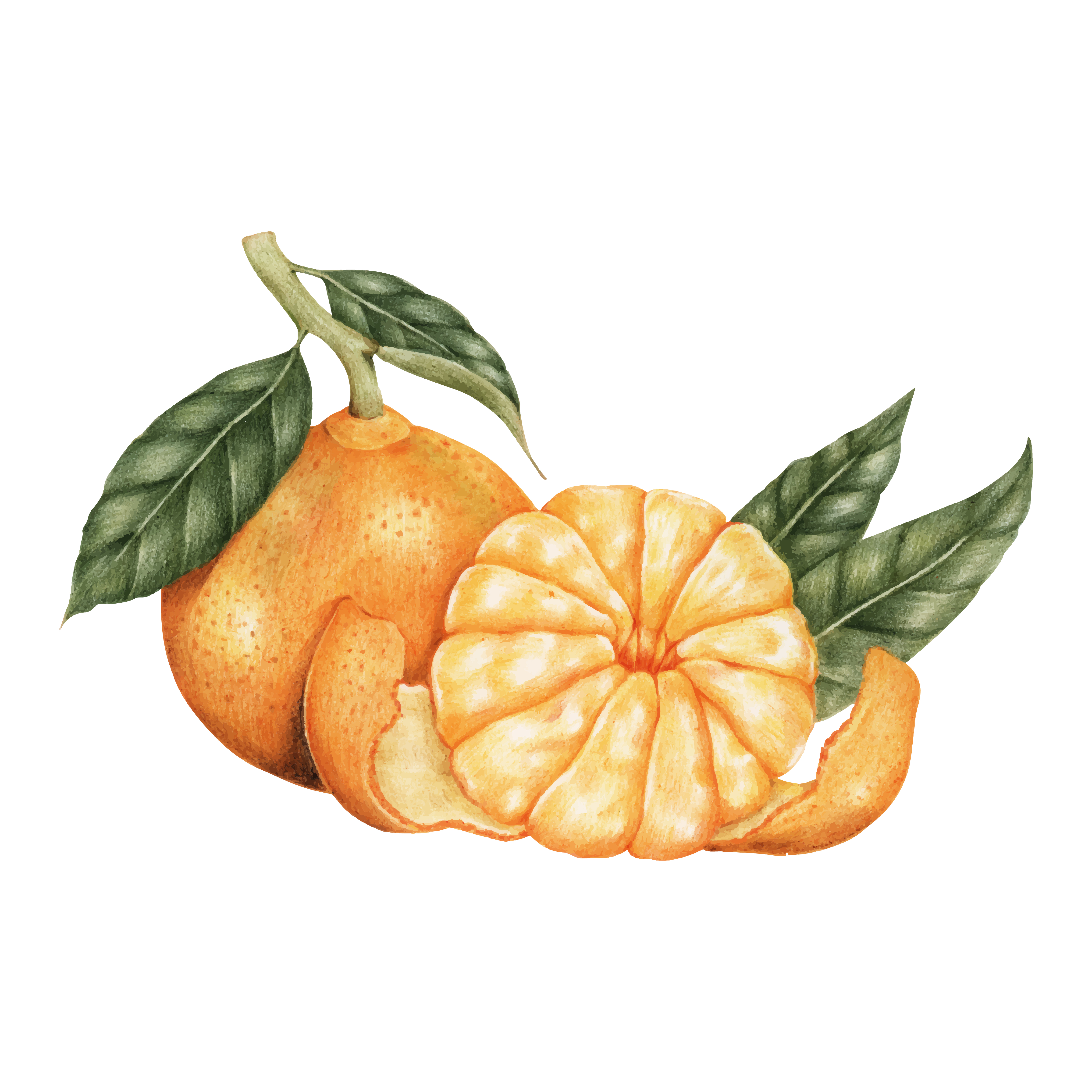 Illustration drawing  style of orange  Download Free 