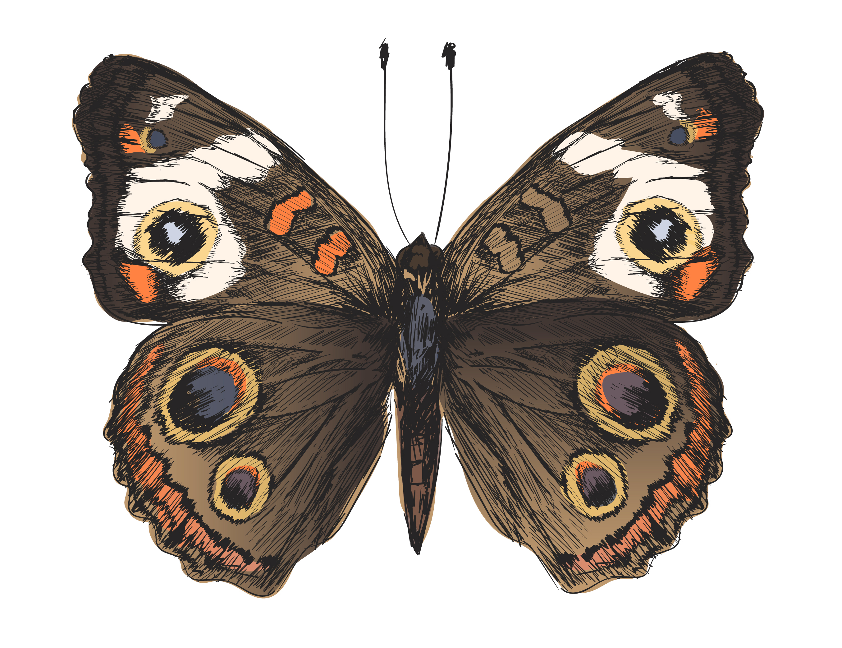 Download Single detailed butterfly - Download Free Vectors, Clipart Graphics & Vector Art