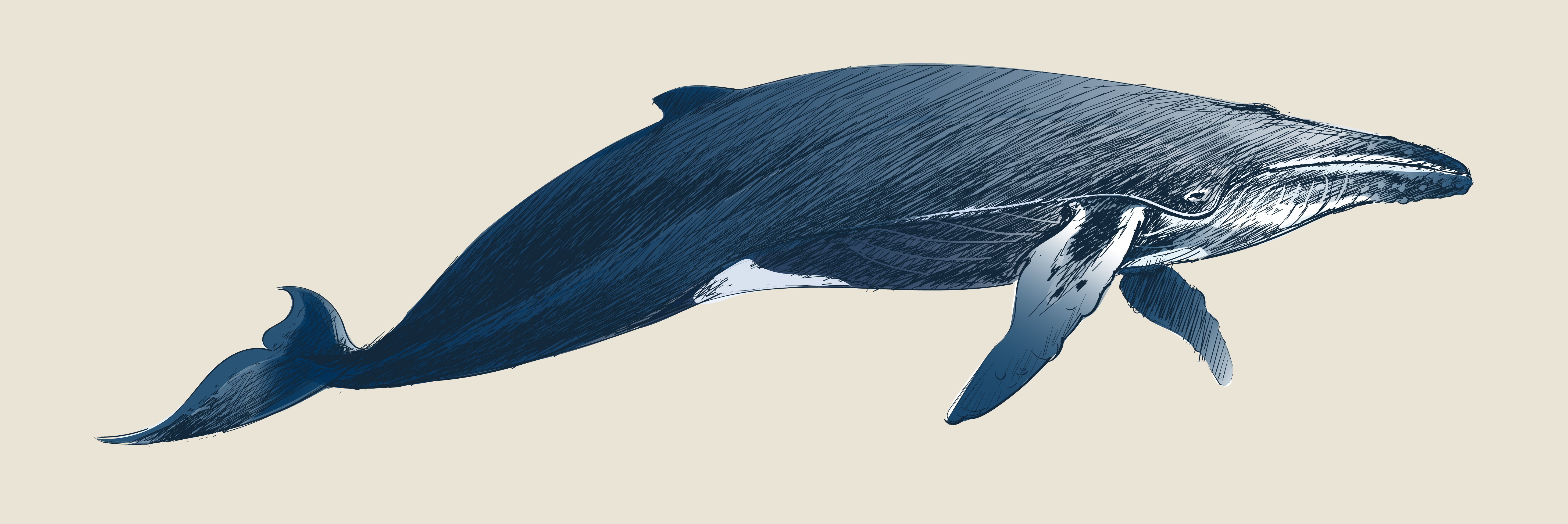 Humpback whale vintage drawing - Download Free Vectors, Clipart