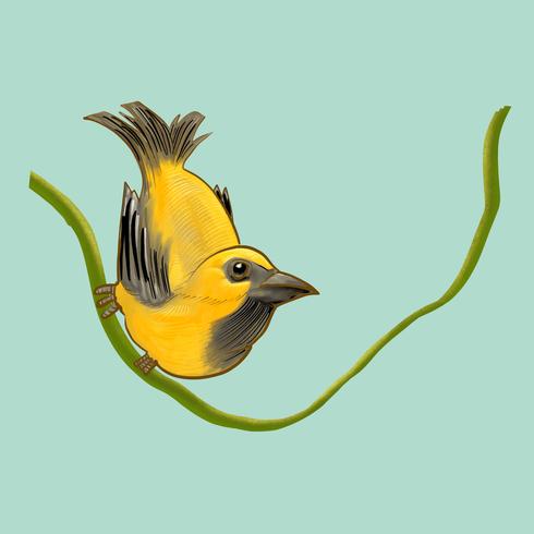 Dessin D39un Oiseau Jaune Telecharger Vectoriel Gratuit
