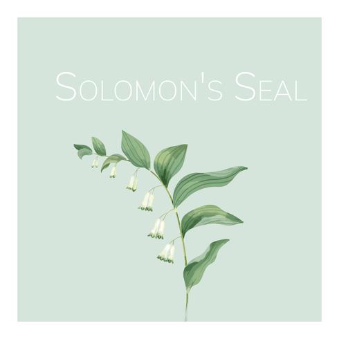 Hand drawn solomon39s seal flower illustration vector