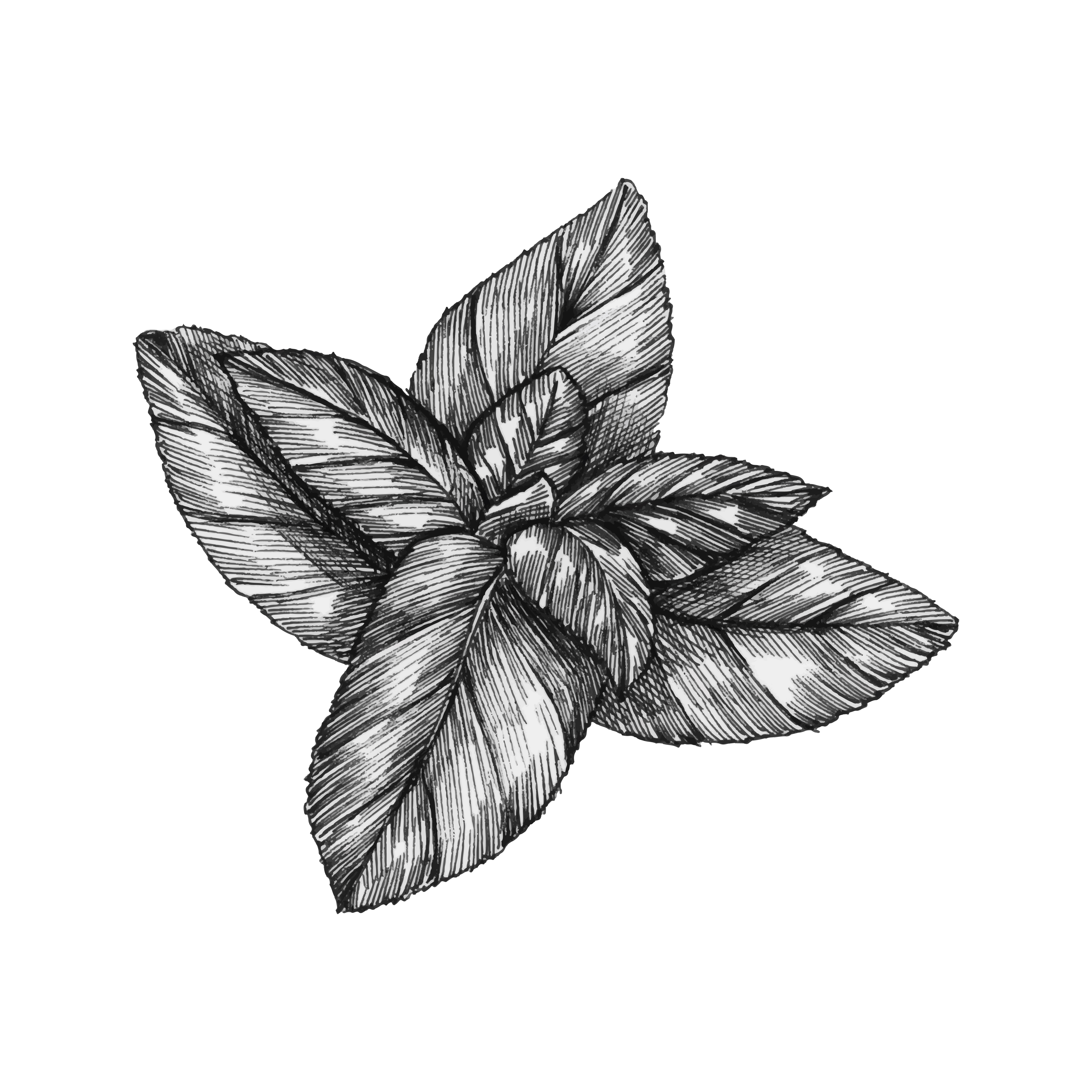 Handdrawn basil leaf Download Free Vector Art, Stock Graphics & Images