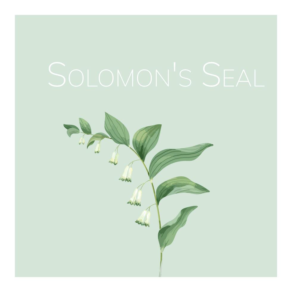 Hand drawn solomon39s seal flower illustration vector