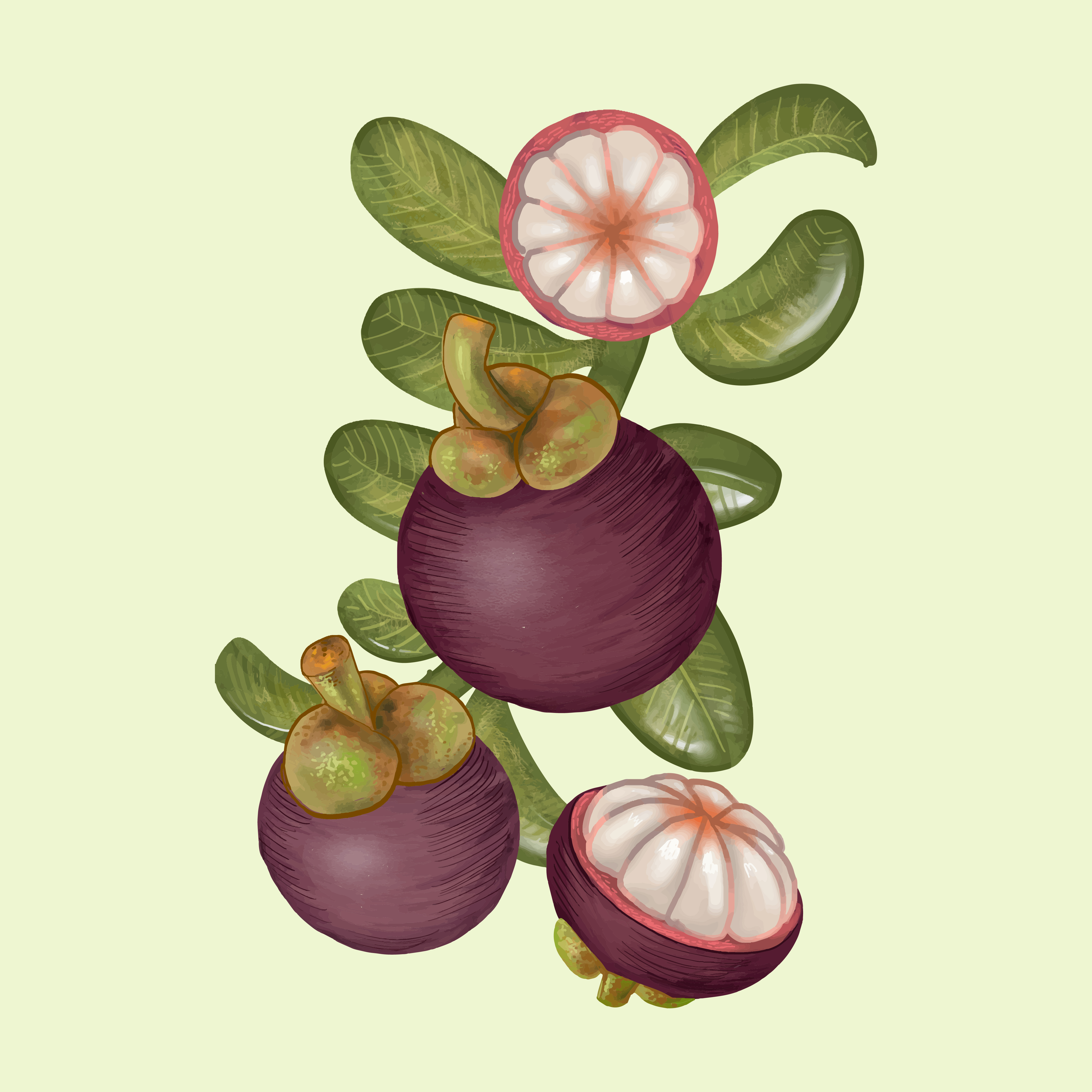 Drawing of mangosteens Download Free Vectors, Clipart Graphics
