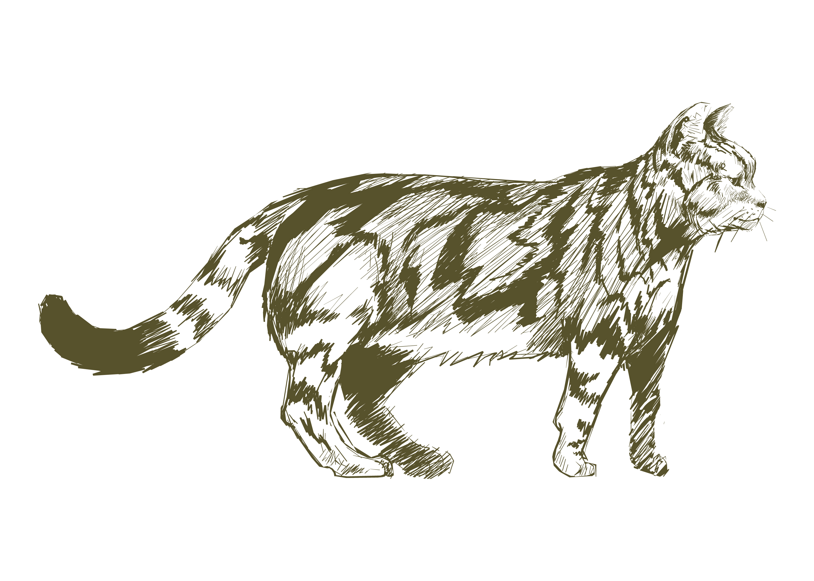 Illustration drawing style of cat Download Free Vectors, Clipart