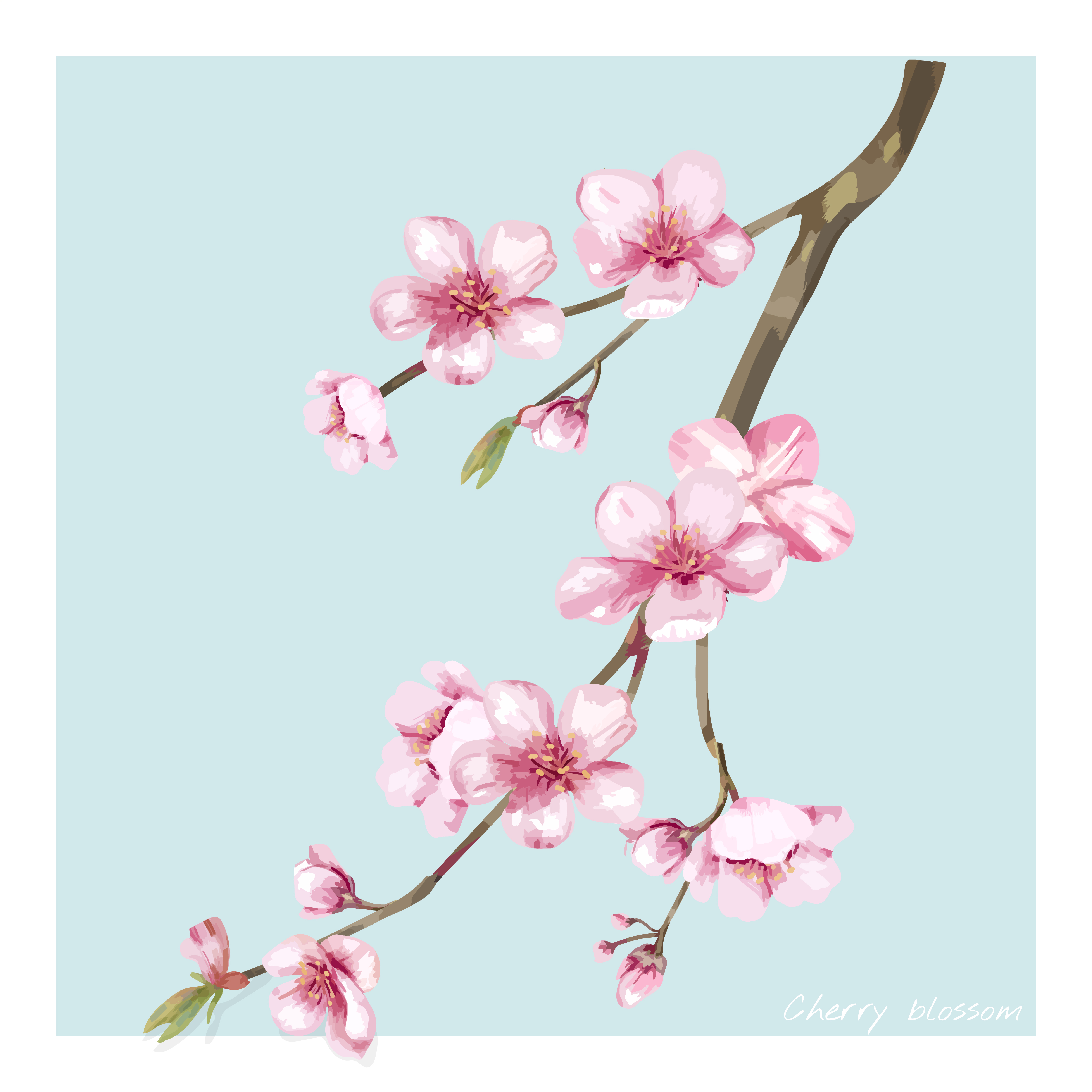 Hand Drawn Cherry Blossom Flower Illustration Download Free Vectors