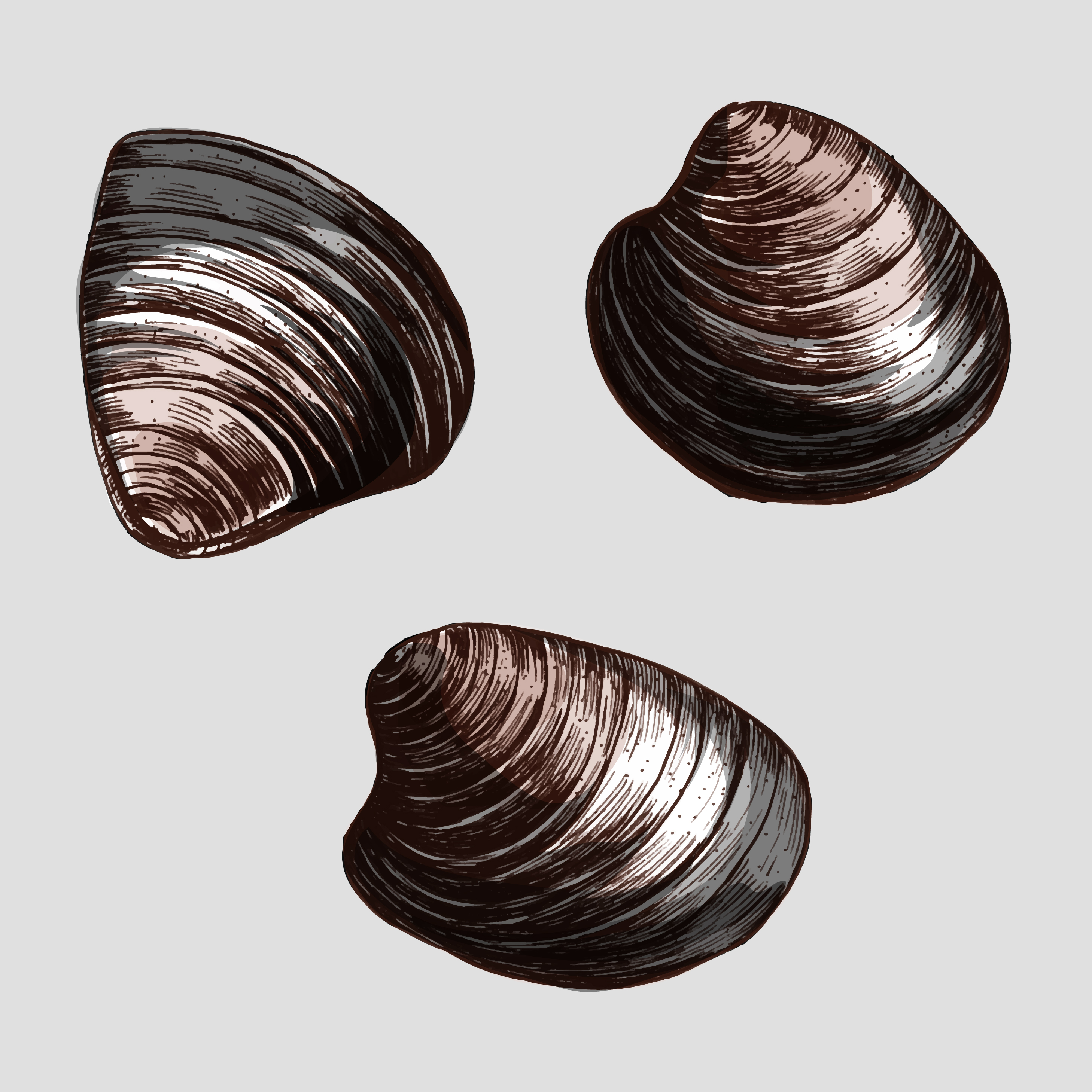 Hand drawn clam bivalve mollusc Download Free Vector Art, Stock