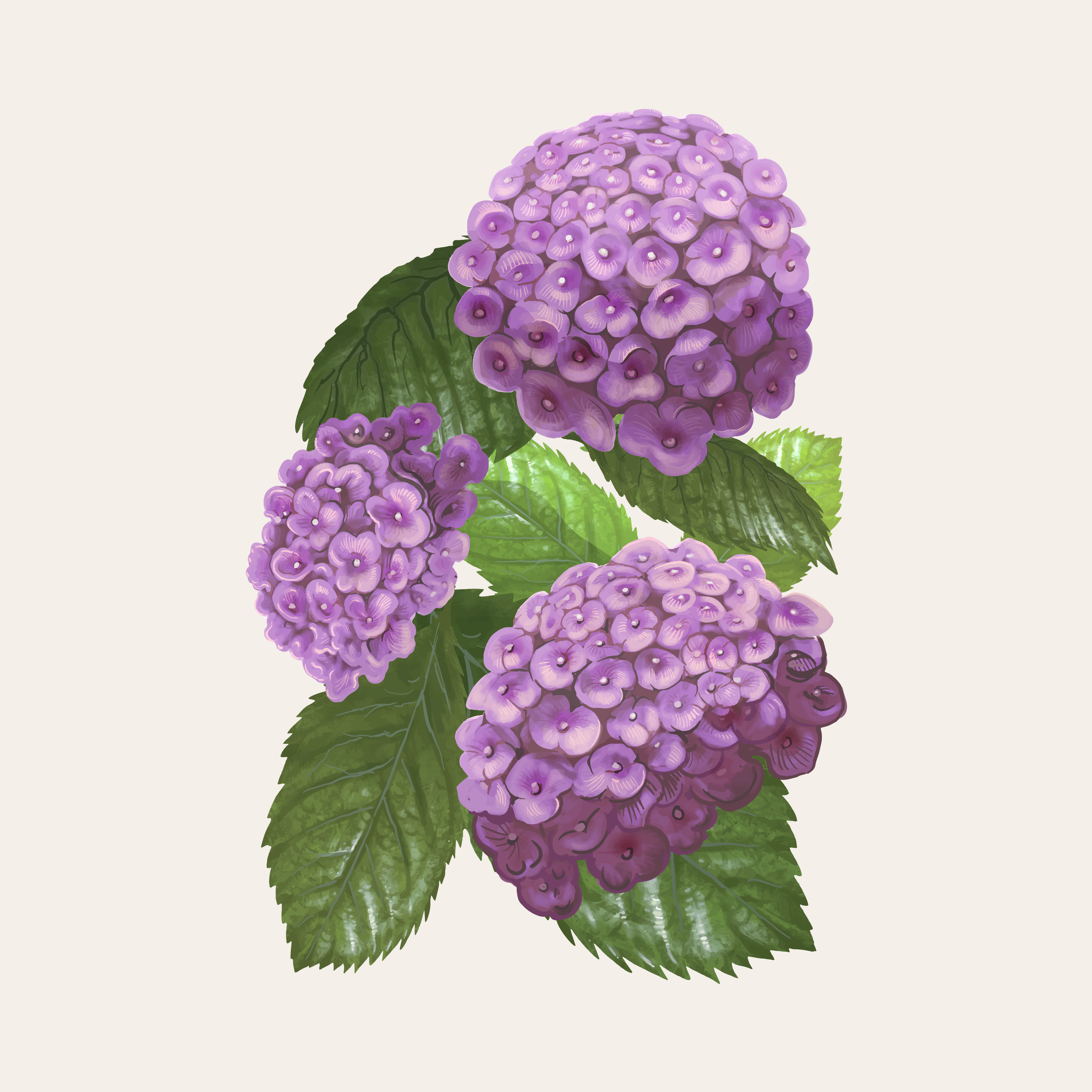 Hydrangea Clipart Hydrangea Flower Clipart Hydrangea Images