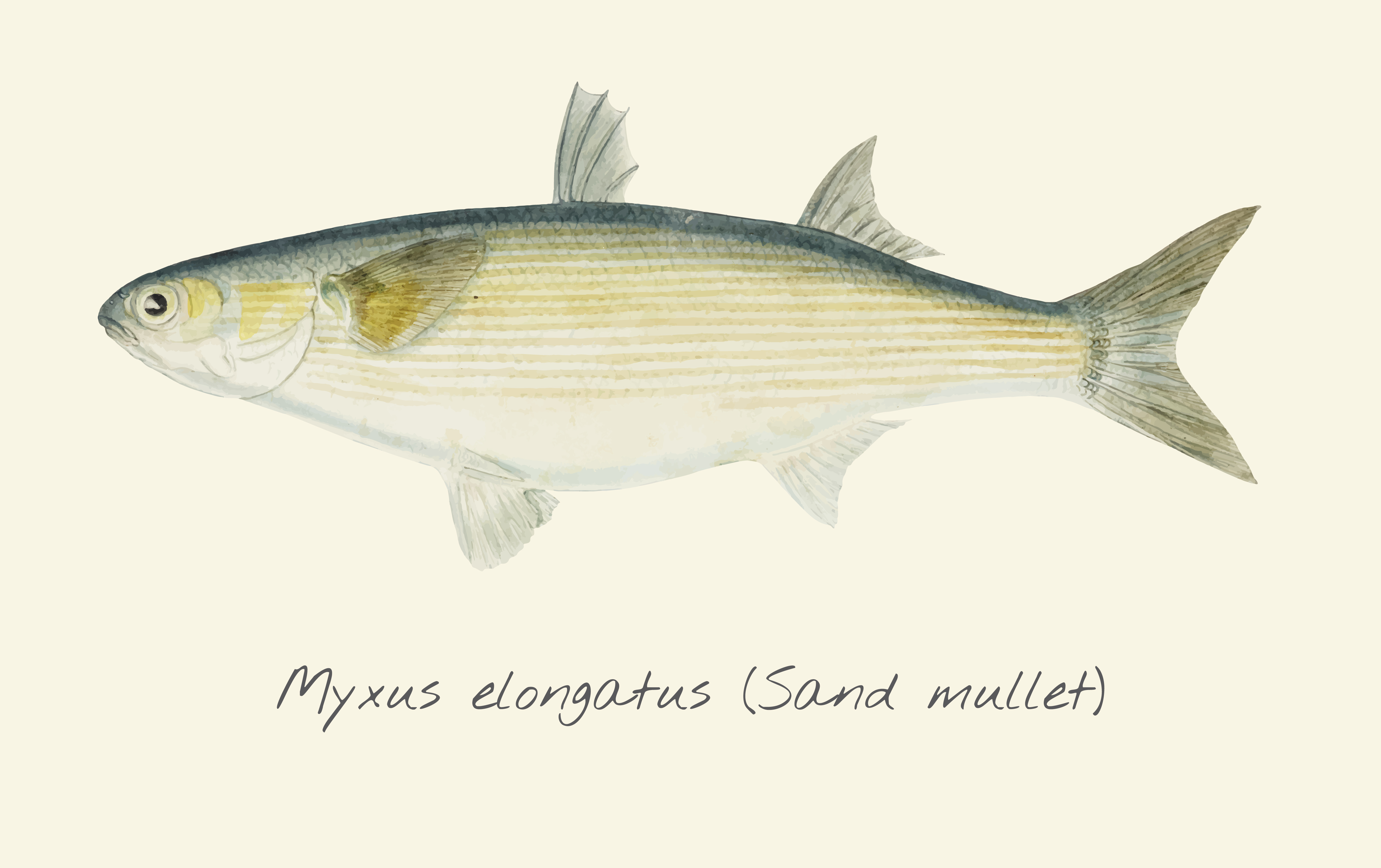 Drawing of a Sand Mullet fish Download Free Vectors, Clipart Graphics & Vector Art