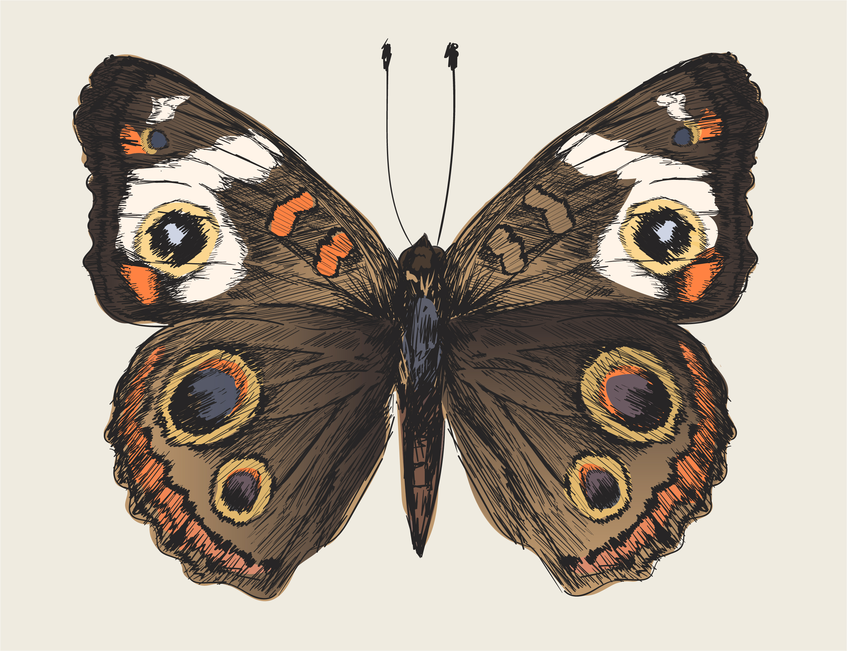 Illustration drawing style of butterfly - Download Free Vectors ...