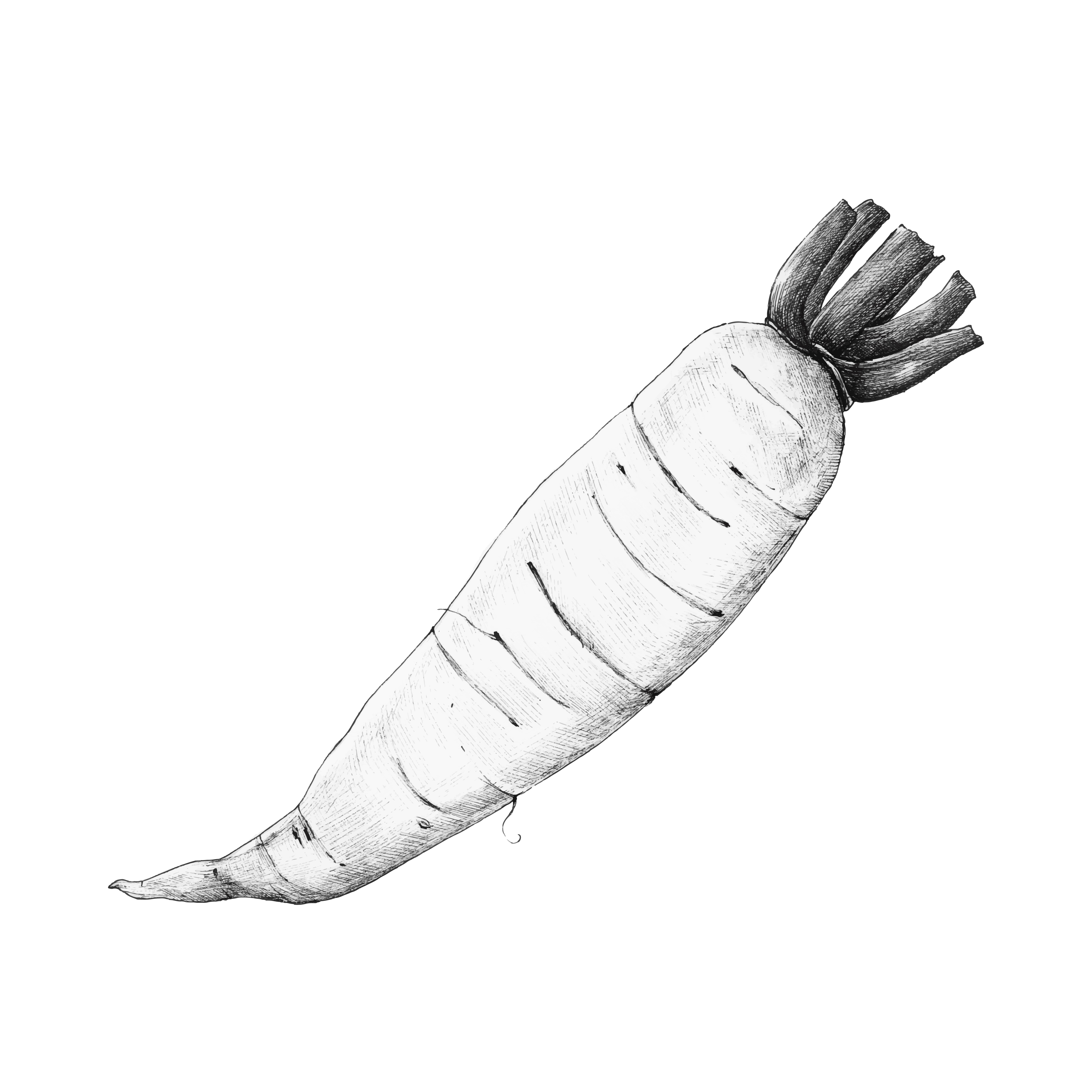 Hand drawn daikon Chinese radish Download Free Vectors, Clipart