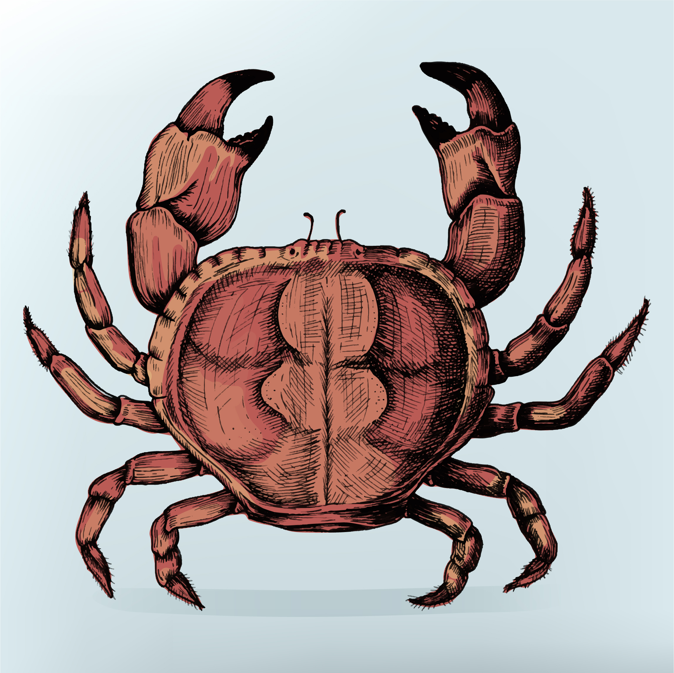 Download Hand drawn crab isolated - Download Free Vectors, Clipart ...
