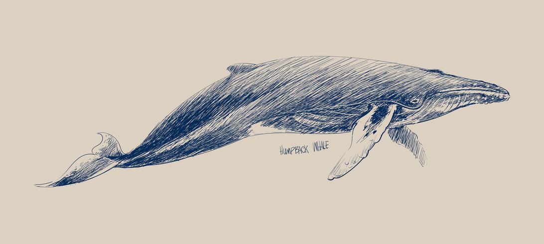 Illustration drawing style of humpback whale vector