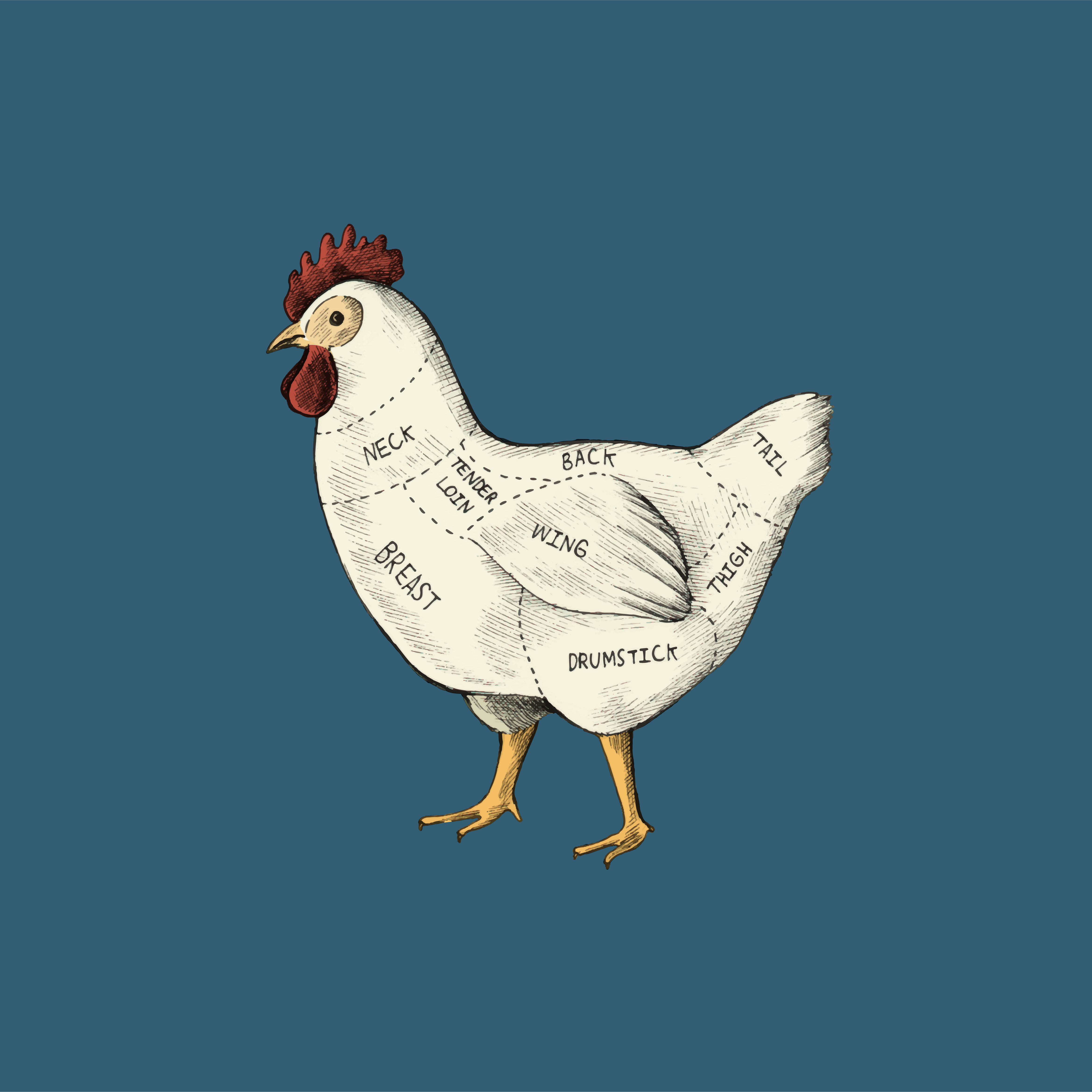 Курица вектор