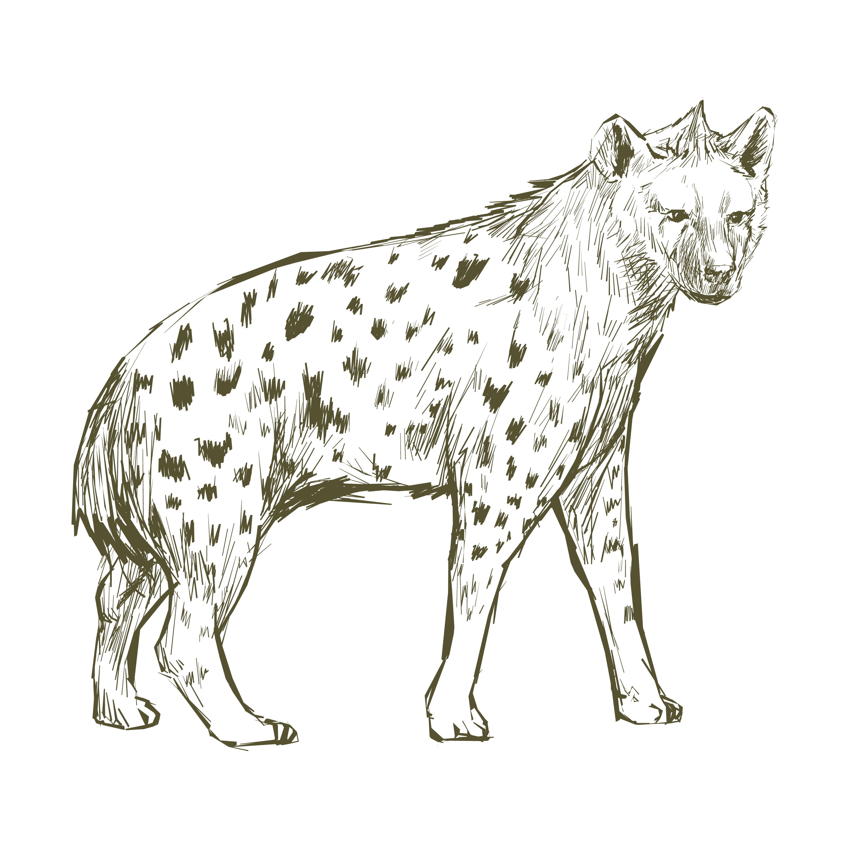Illustration drawing style of hyena Download Free Vector Art, Stock