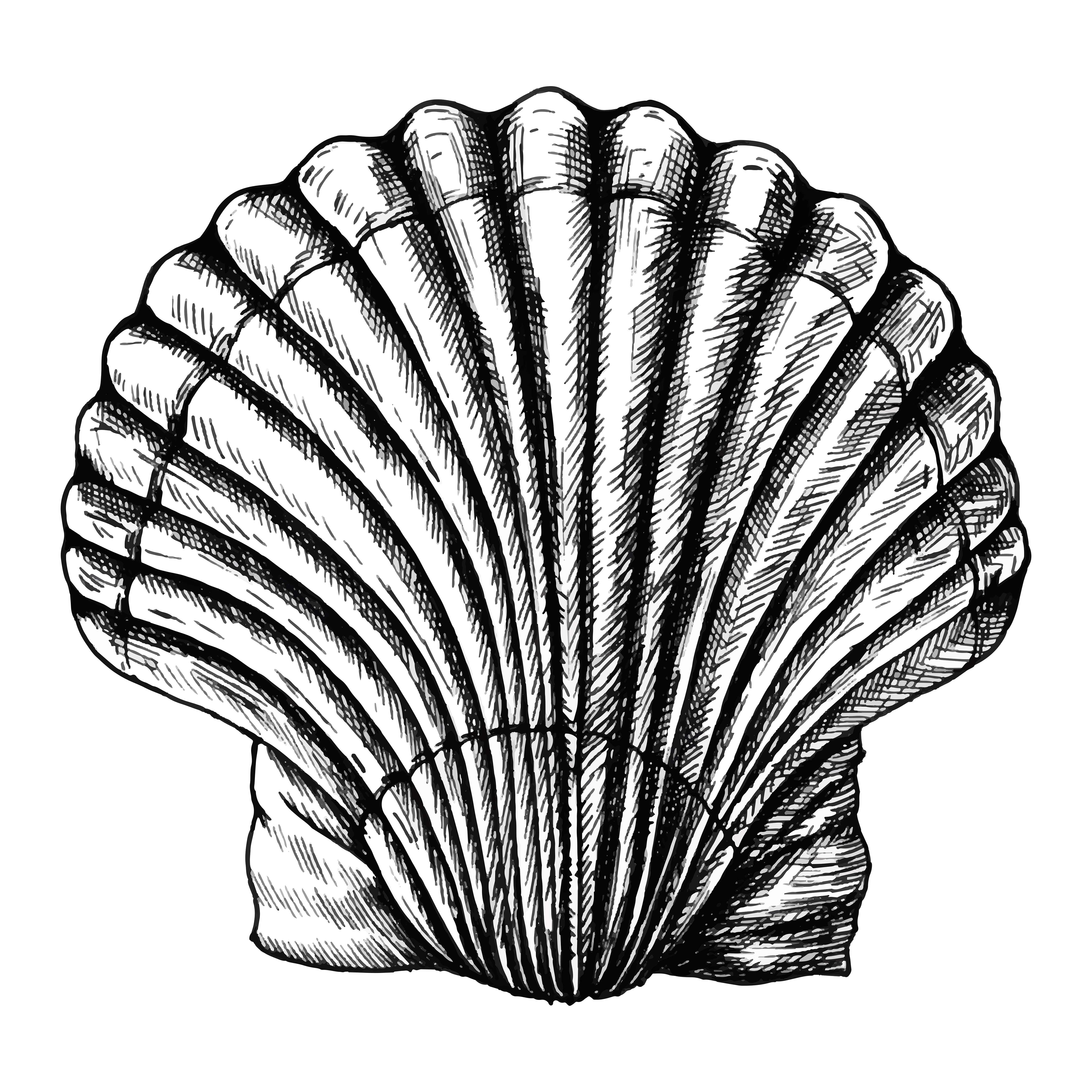 clam clipt are black and white clam clipt are black and white