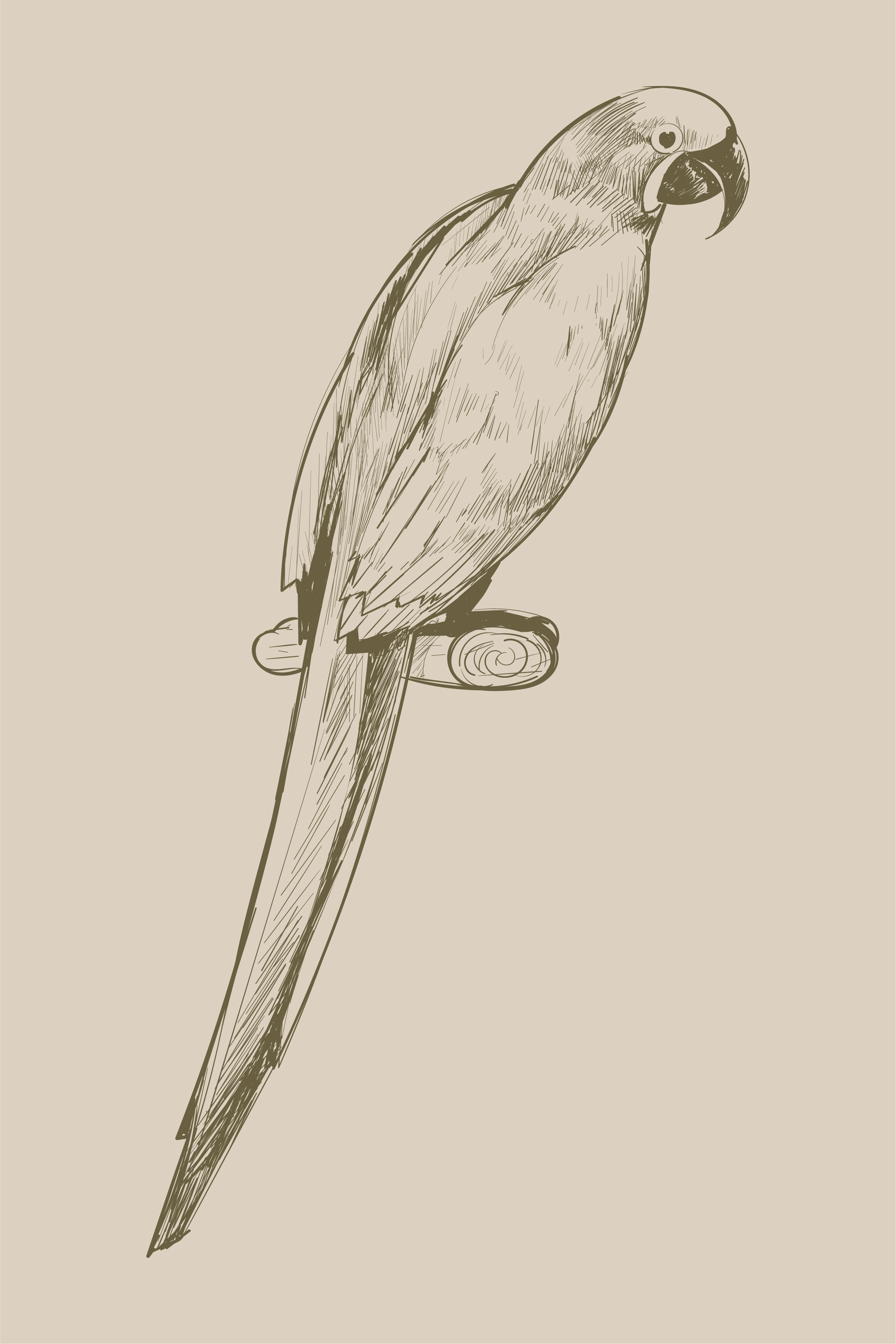 Illustration drawing style of parrot Download Free Vectors, Clipart